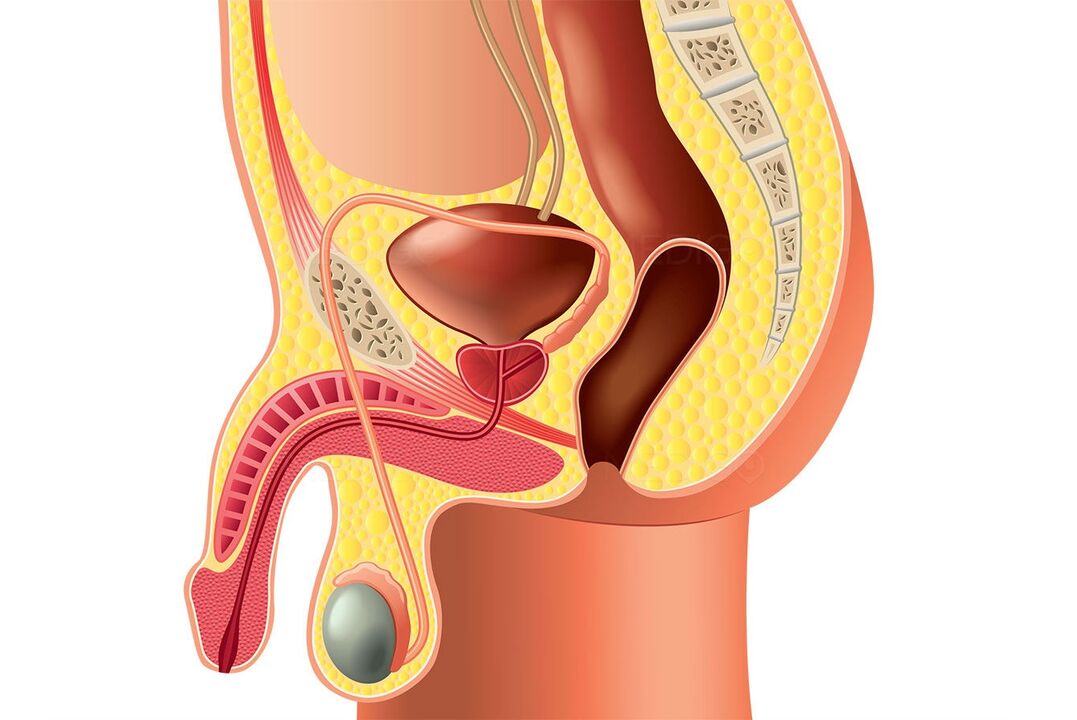 structura sistemului reproducător masculin și mărirea penisului